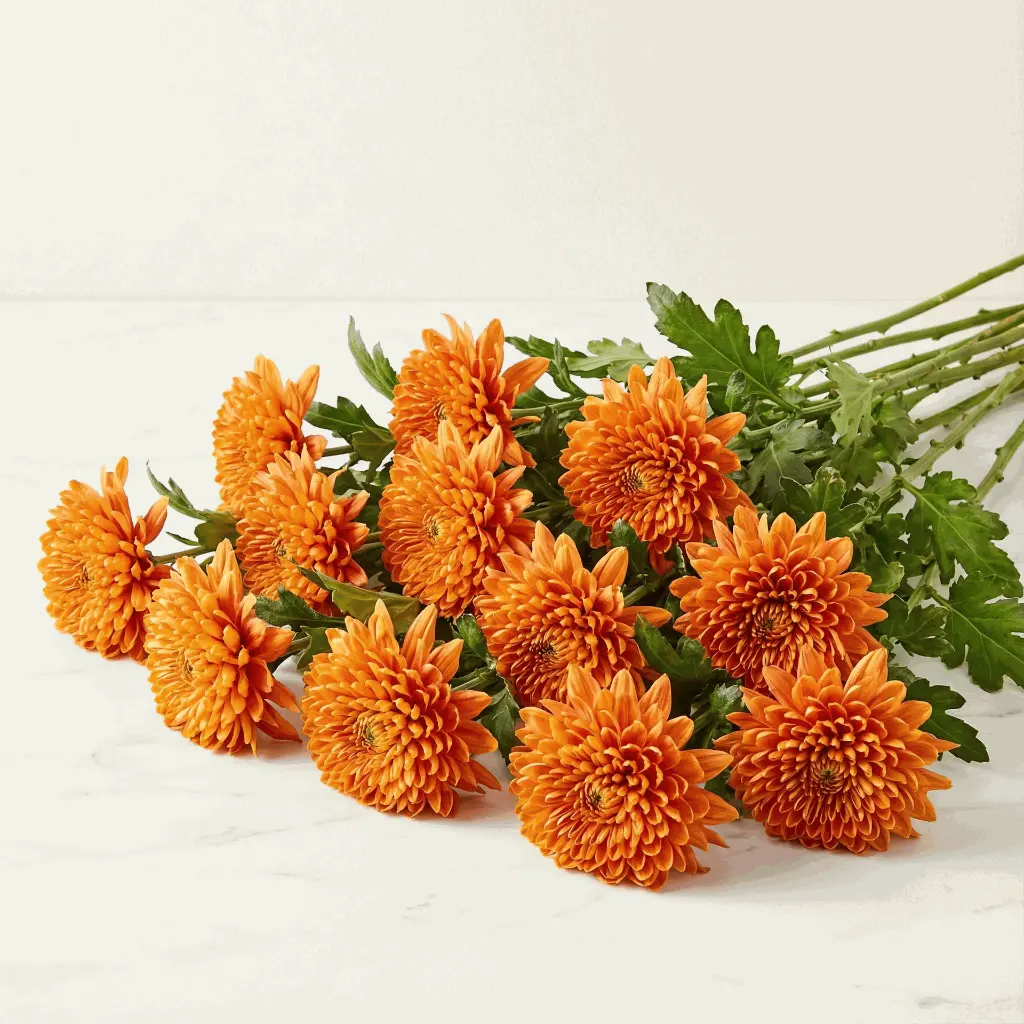 CHRYSANTHEMUM orange1.webp