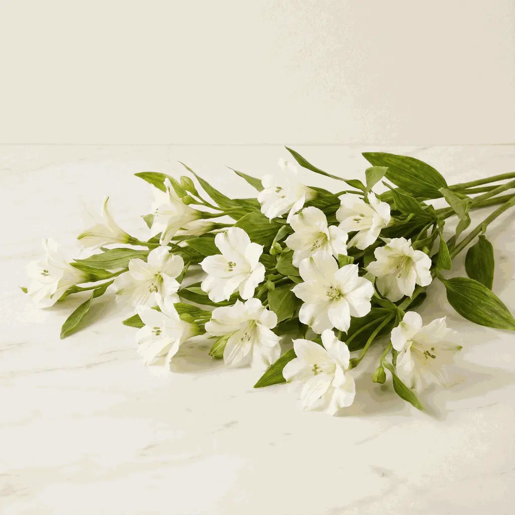 ALSTROMERIA_white.webp