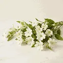 ALSTROMERIA_white.webp