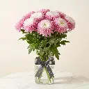 CHRYSANTHEMUM DECO Pink Double White.webp