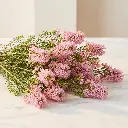 ERICA Pink1.webp