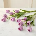 TULIP Purple1.webp