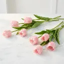 TULIP Pink.webp