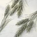 STEAL GRASS1.webp