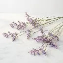Statice Purple 1.webp