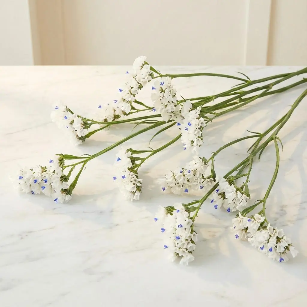 STATICE White1.webp