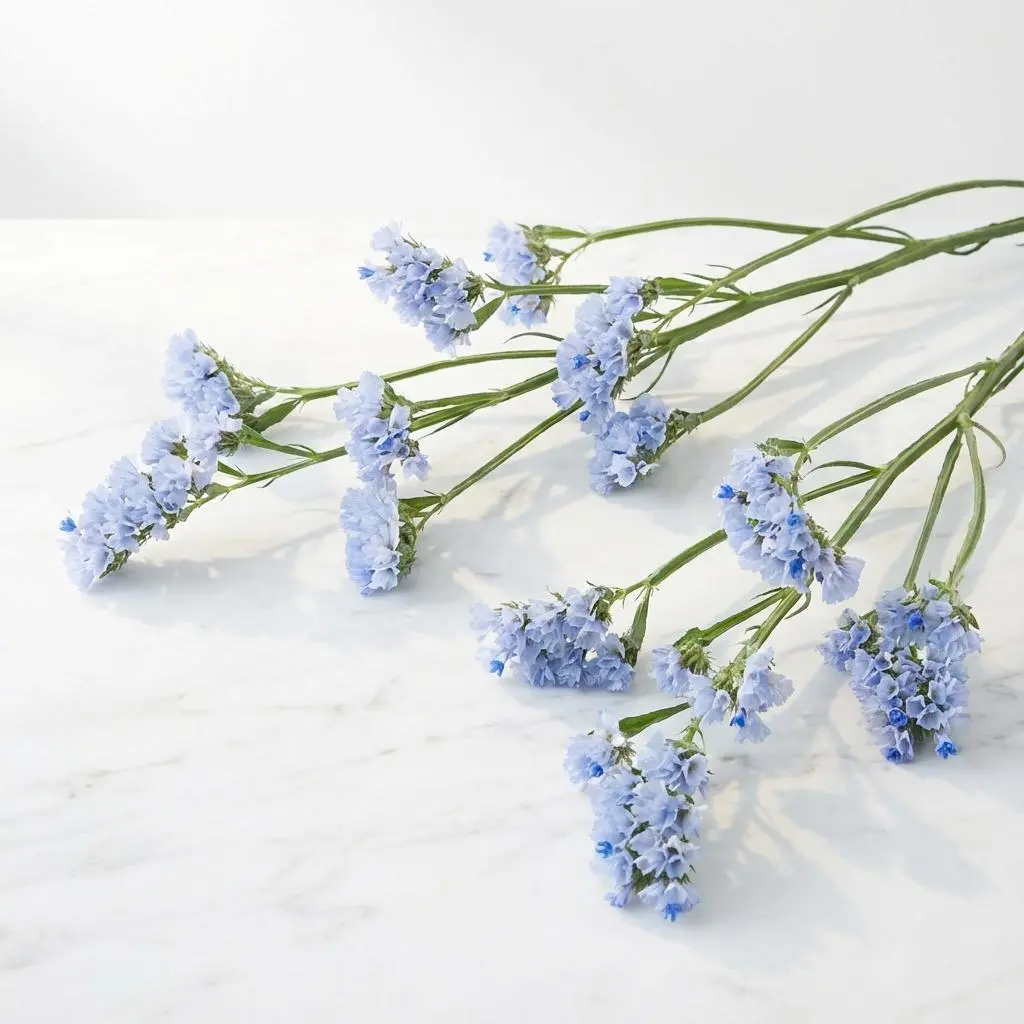 STATICE Blue1.webp