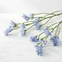 STATICE Blue1.webp
