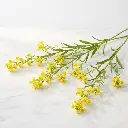 SALIDAGO yellow2.webp
