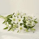 ASIATIC LILIES_white.webp