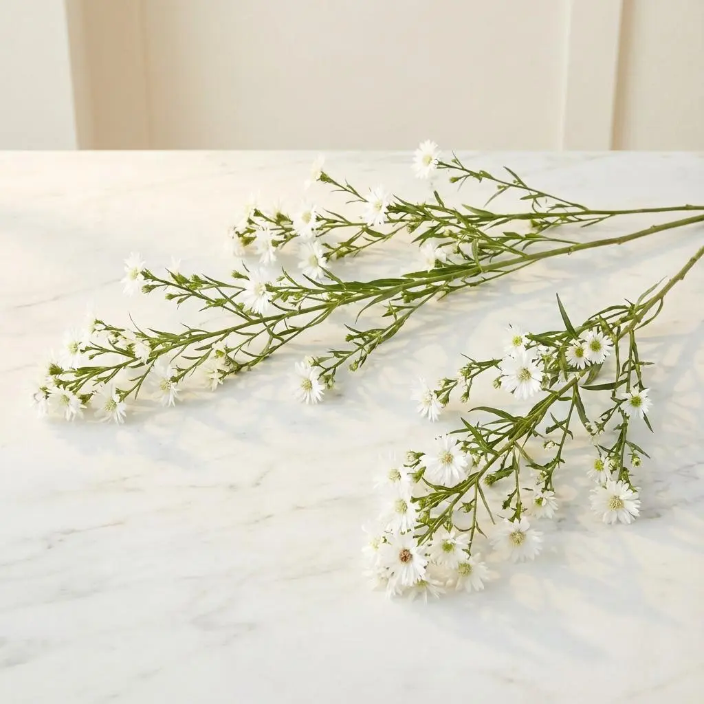 ASTER_white.webp