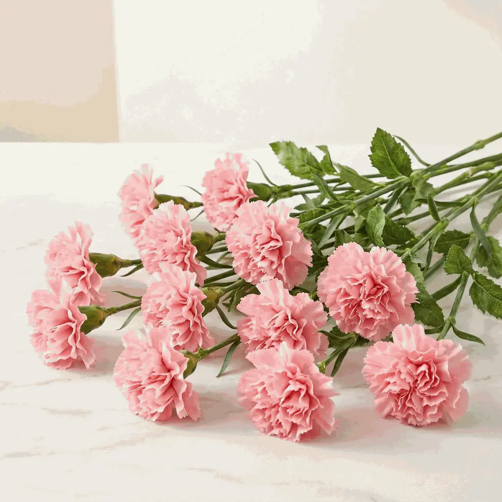 CARNATION pink.webp