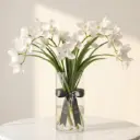CYMBIDIUM سيمبديوم