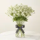 ERYNGIUM