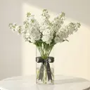 MATTHIOLA