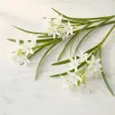 ORNITHOGALUM 