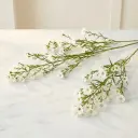ASTER أستر