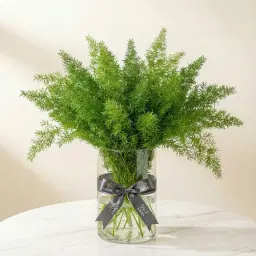 ASPARAGUS الأسبرجس