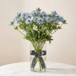 ERYNGIUM