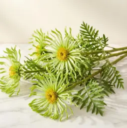 GREVILLIA غريفيليا