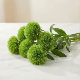 Kiwi Mellow Coo